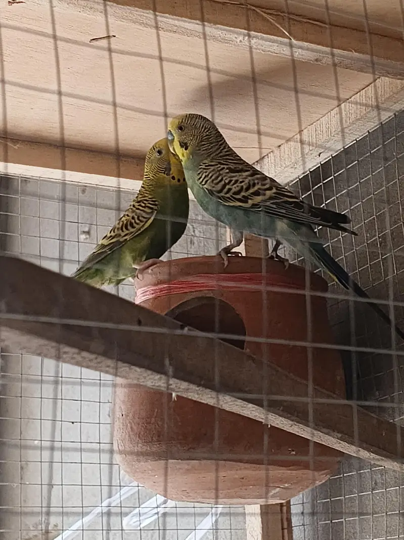 Australian parrots — photo 3