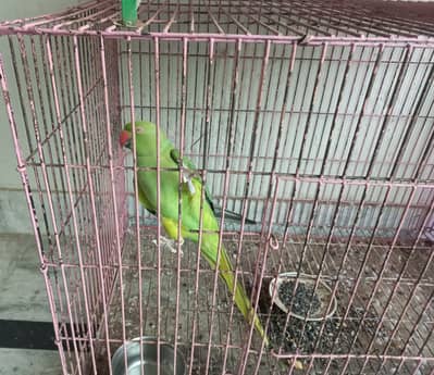 Cage for sale with female