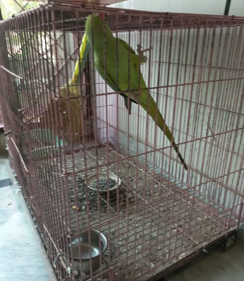 Cage for sale with female — photo 2
