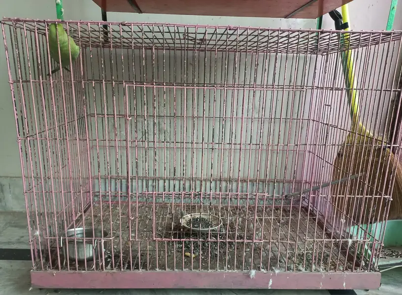 Cage for sale with female — photo 3