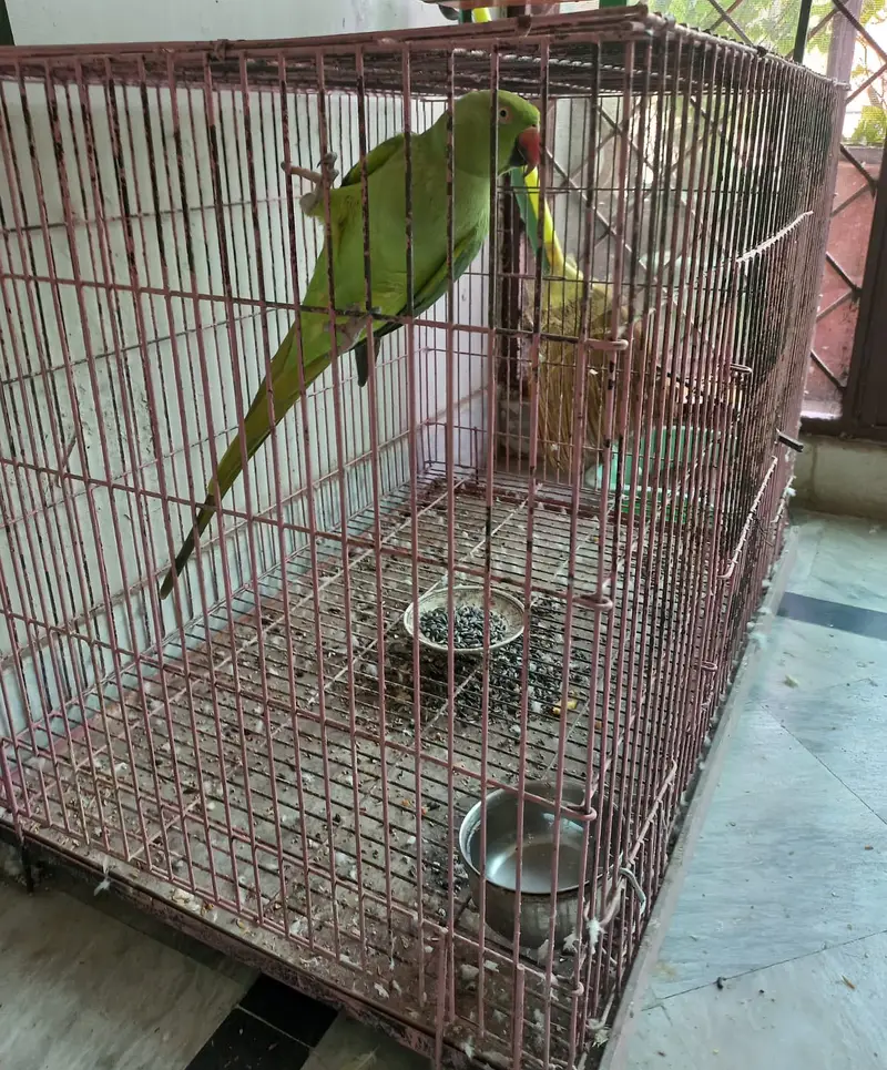 Cage for sale with female — photo 4