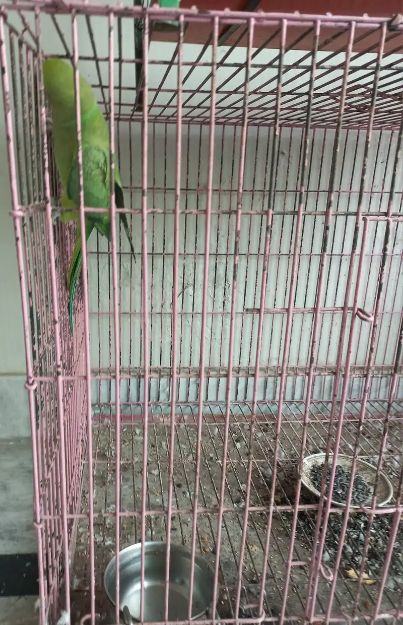 Cage for sale with female — photo 5