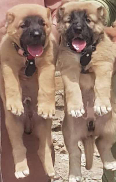 Kurdish Kangal Mail Femail Available