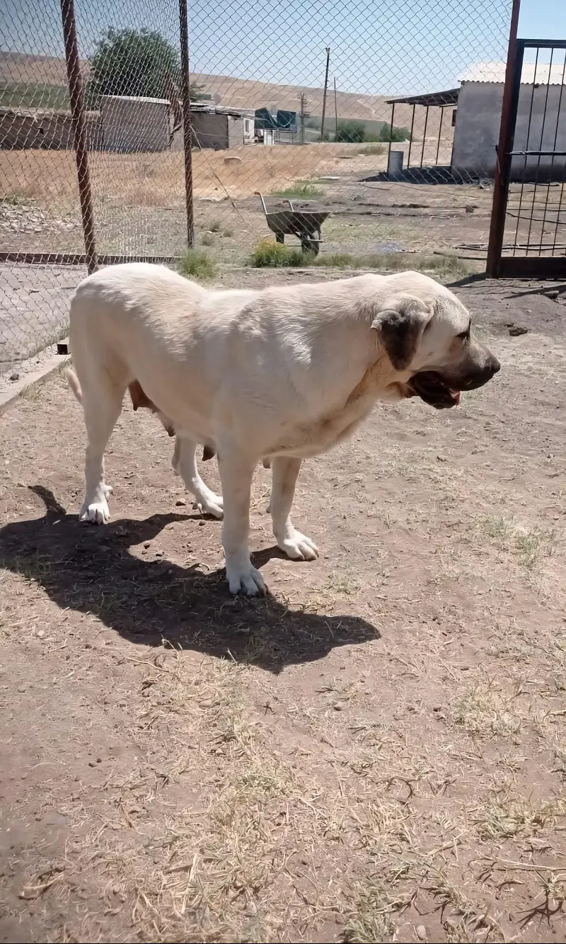 Kurdish Kangal Mail Femail Available — photo 2