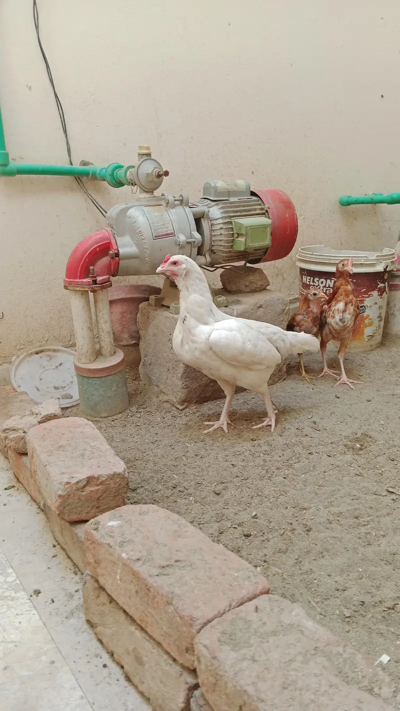 Aseel Murgi — photo 2