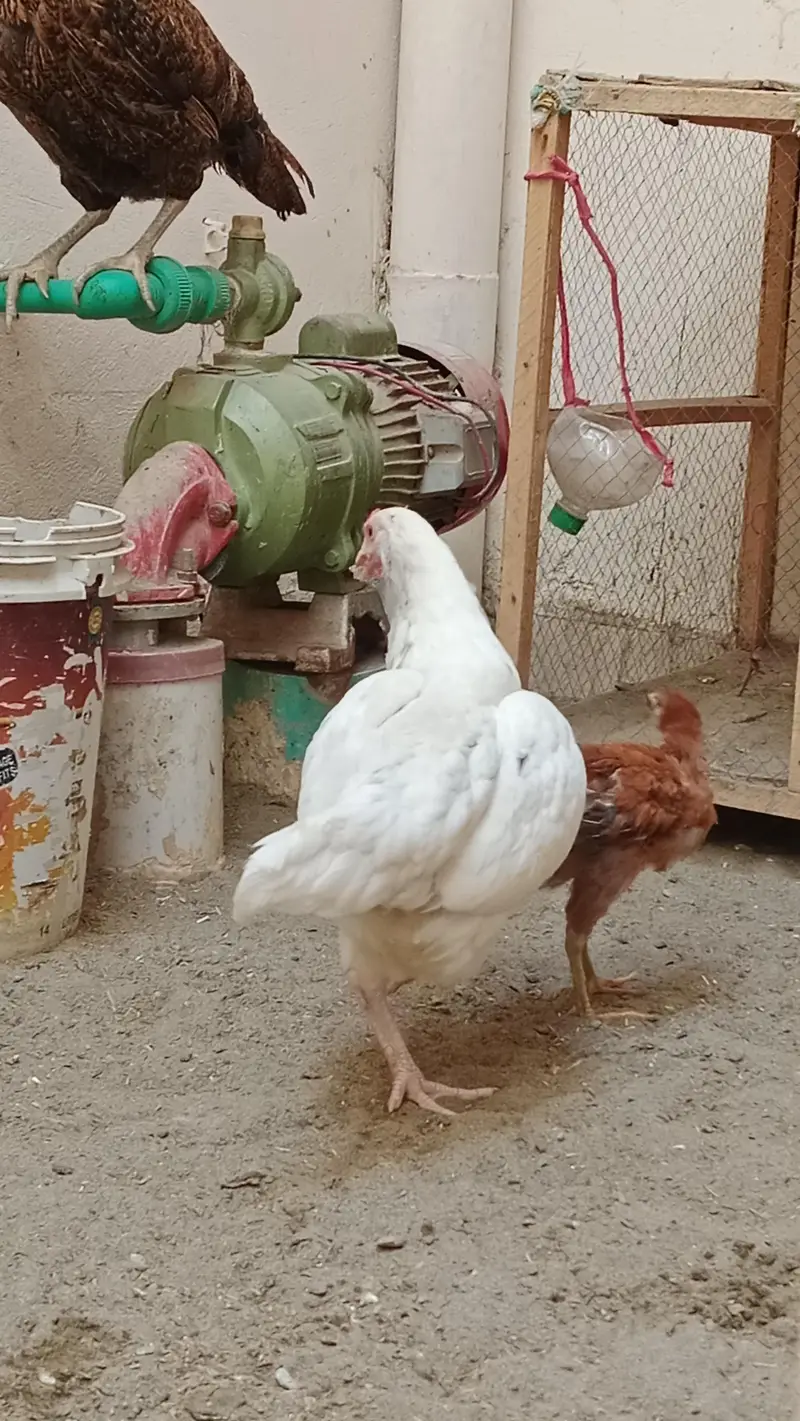 Aseel Murgi — photo 3