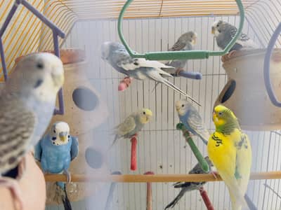 budgies for sale total 10 parrots