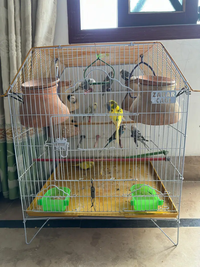 budgies for sale total 10 parrots — photo 2