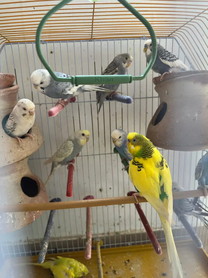 budgies for sale total 10 parrots — photo 3