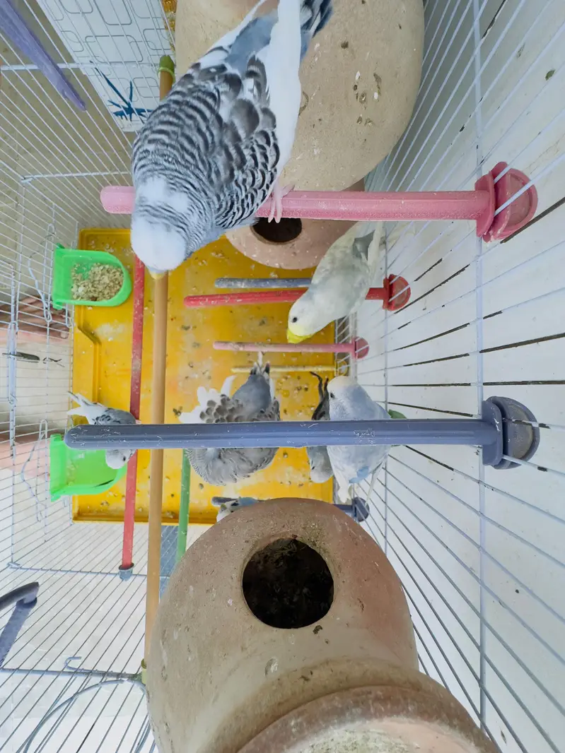 budgies for sale total 10 parrots — photo 4