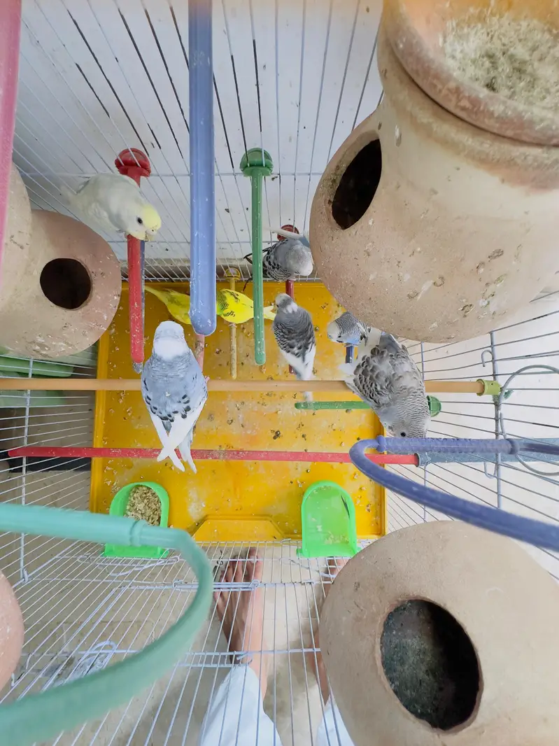 budgies for sale total 10 parrots — photo 5