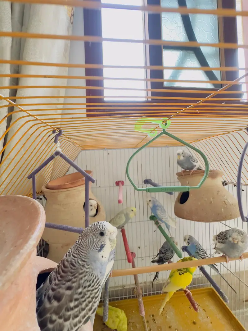 budgies for sale total 10 parrots — photo 6