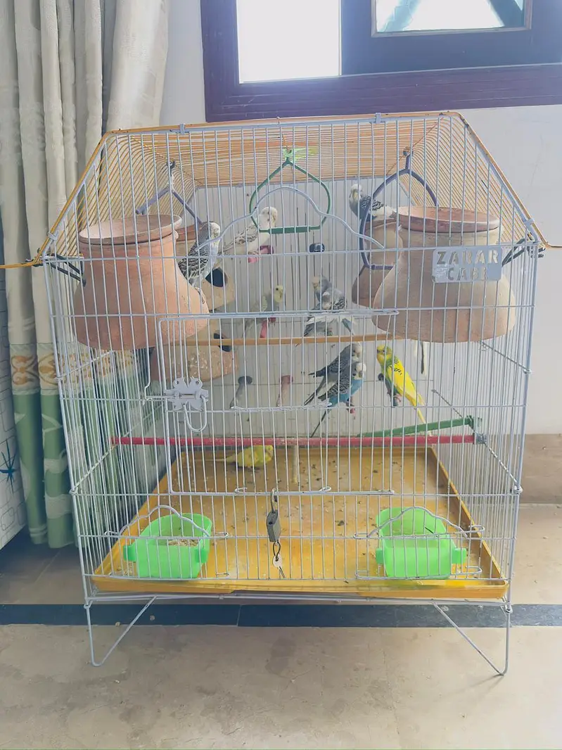 budgies for sale total 10 parrots — photo 7