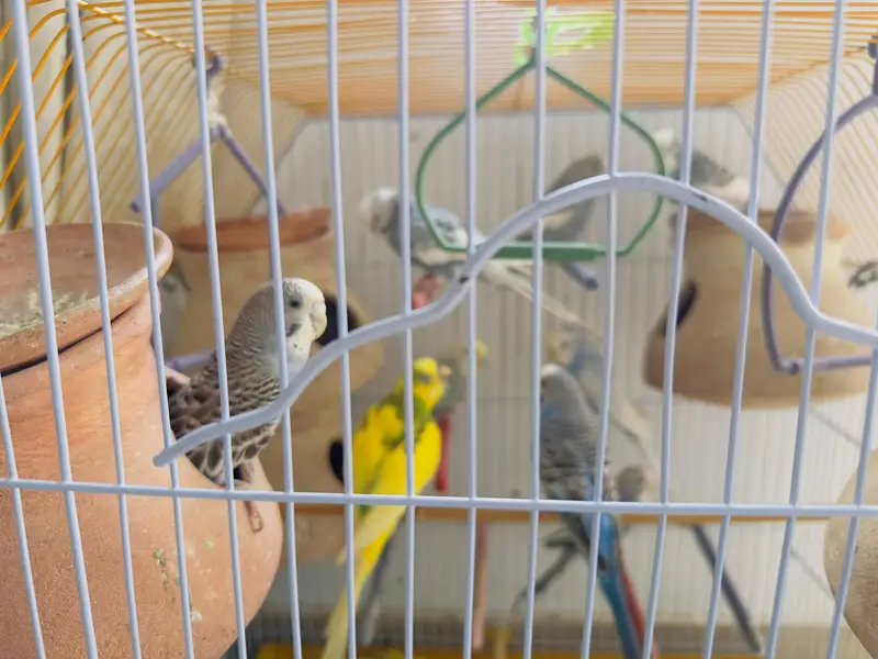budgies for sale total 10 parrots — photo 8