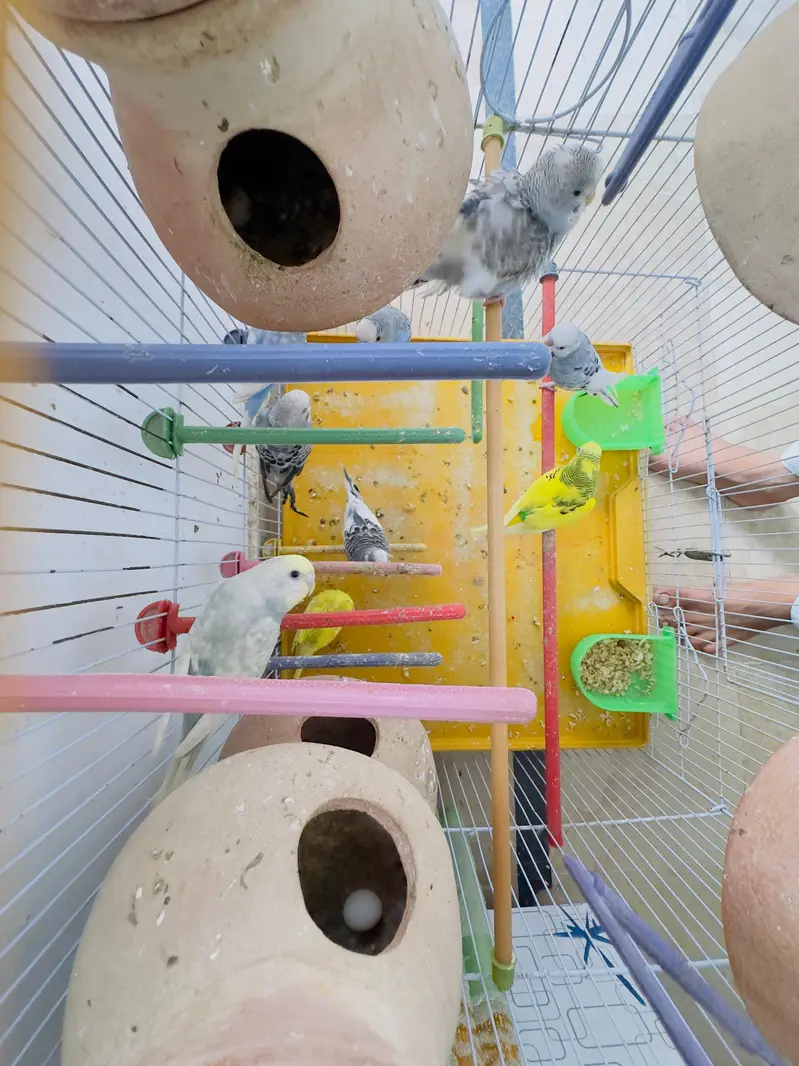 budgies for sale total 10 parrots — photo 9