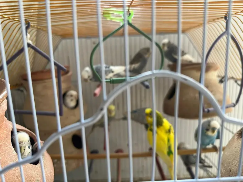 budgies for sale total 10 parrots — photo 10