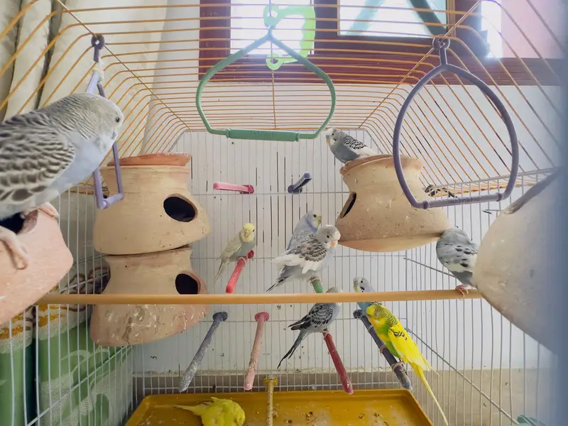 budgies for sale total 10 parrots — photo 11