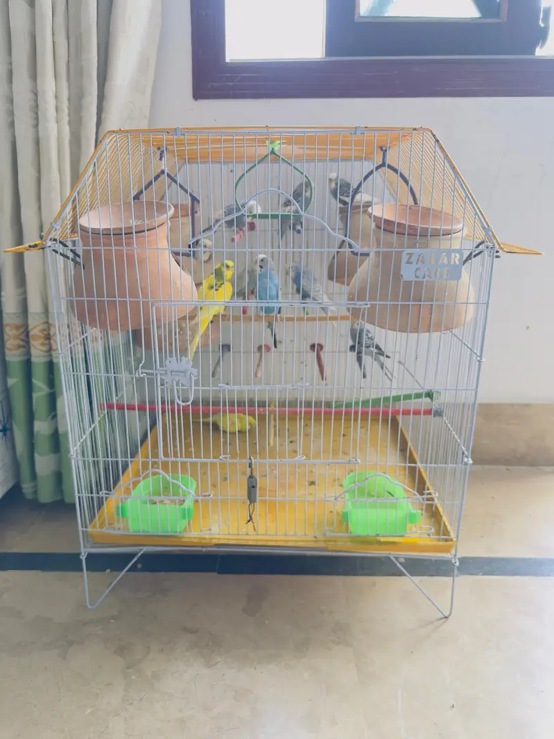budgies for sale total 10 parrots — photo 12
