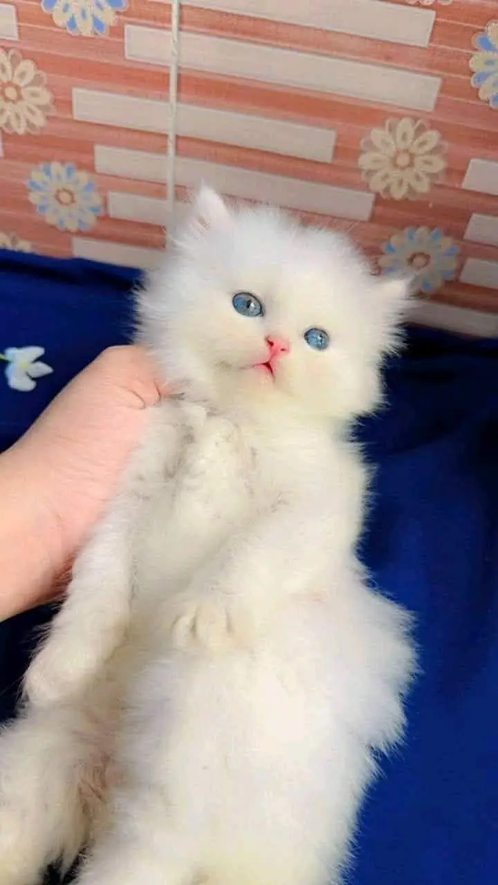 persian kitten — photo 3