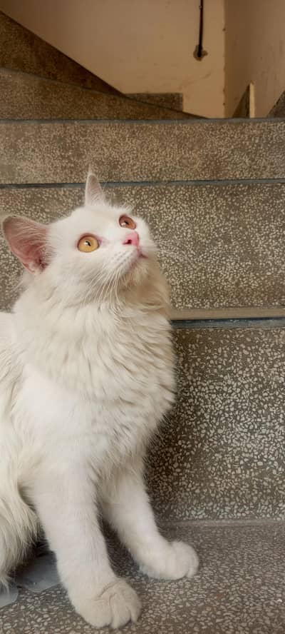 Pair of Persian cat