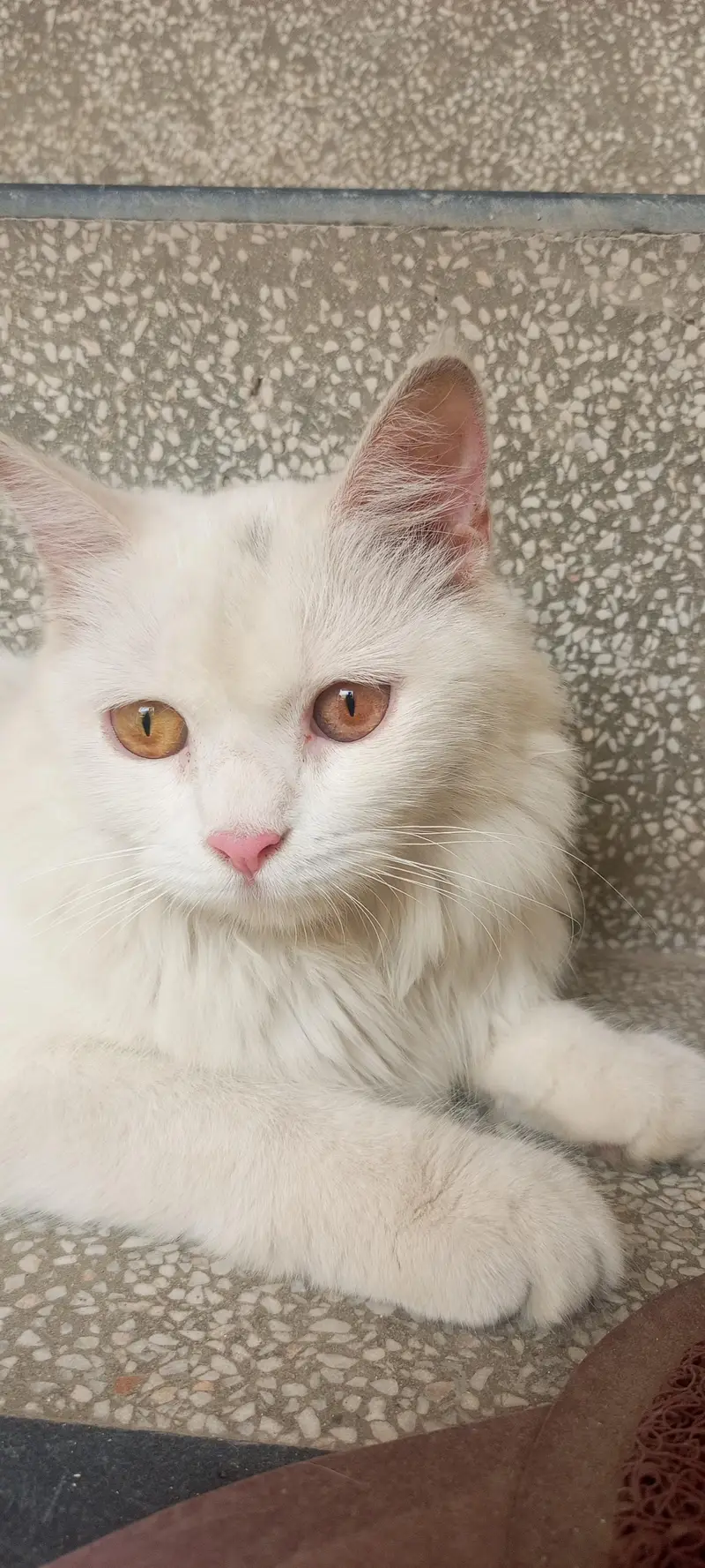 Pair of Persian cat — photo 2