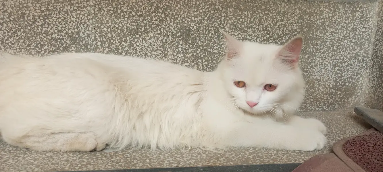 Pair of Persian cat — photo 3