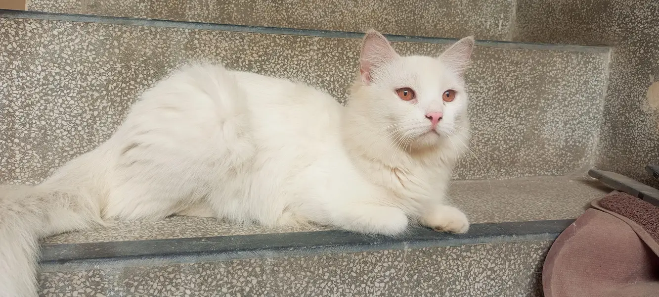 Pair of Persian cat — photo 4