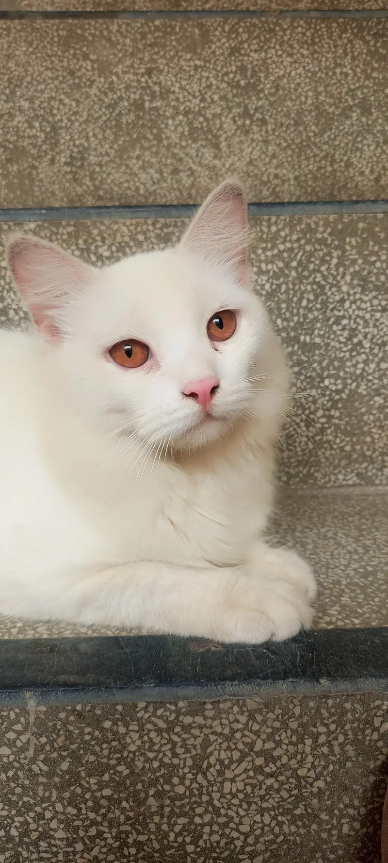 Pair of Persian cat — photo 6
