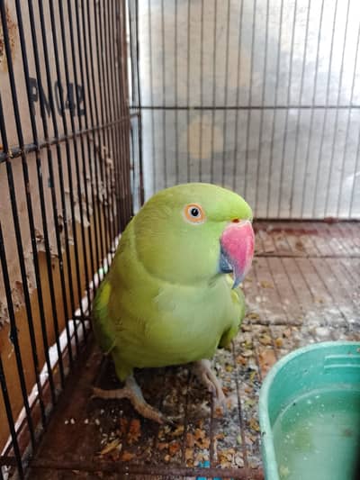 yah green parrot main sale kar raha hun