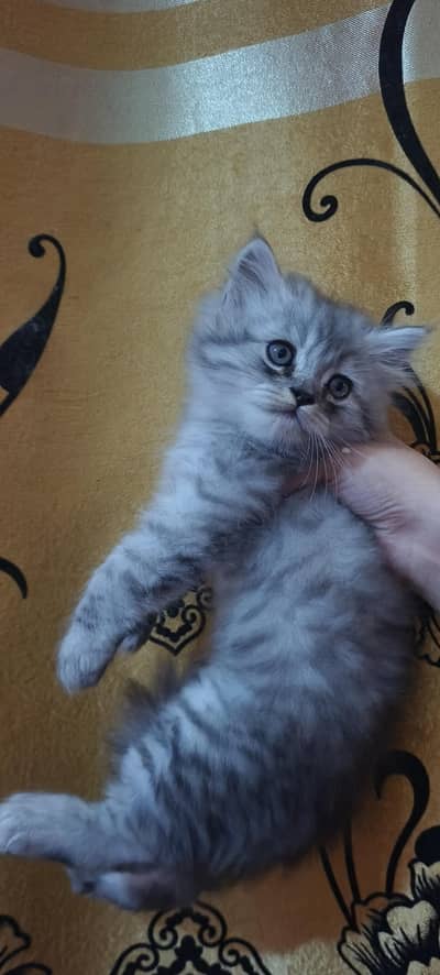 Kitten persian