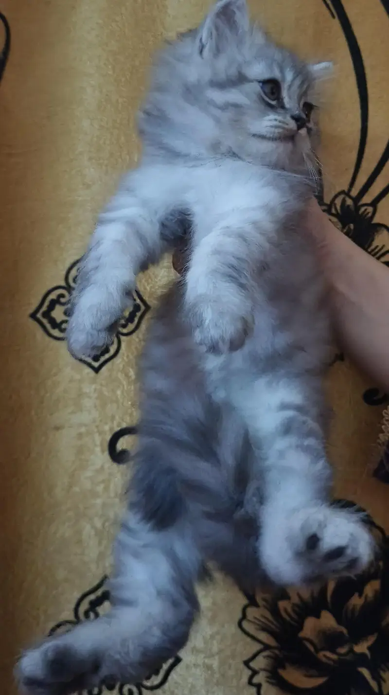 Kitten persian — photo 2