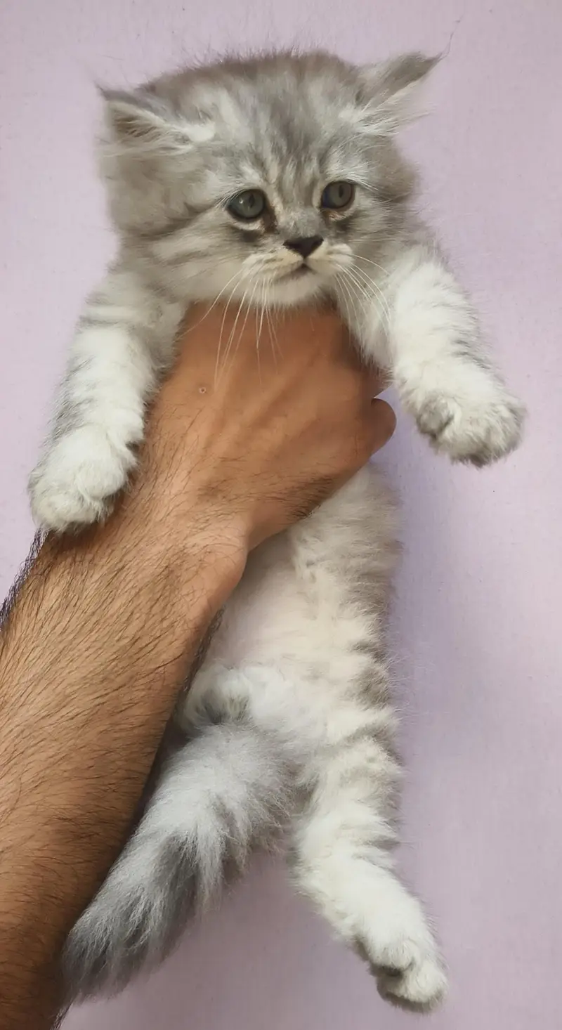 Kitten persian — photo 3