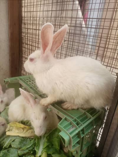 red eyes rabbit age 4 mont puls