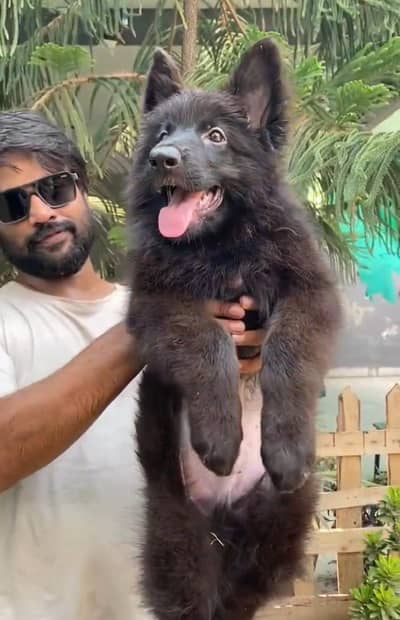 Top Quality Pink pedigree Female Puppy Champion Bloodline