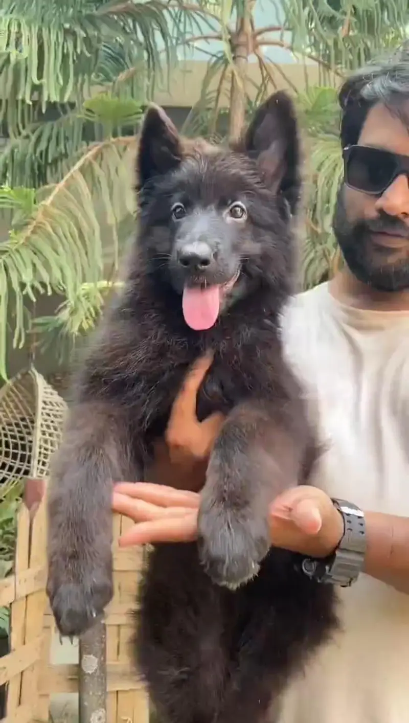 Top Quality Pink pedigree Female Puppy Champion Bloodline — photo 2