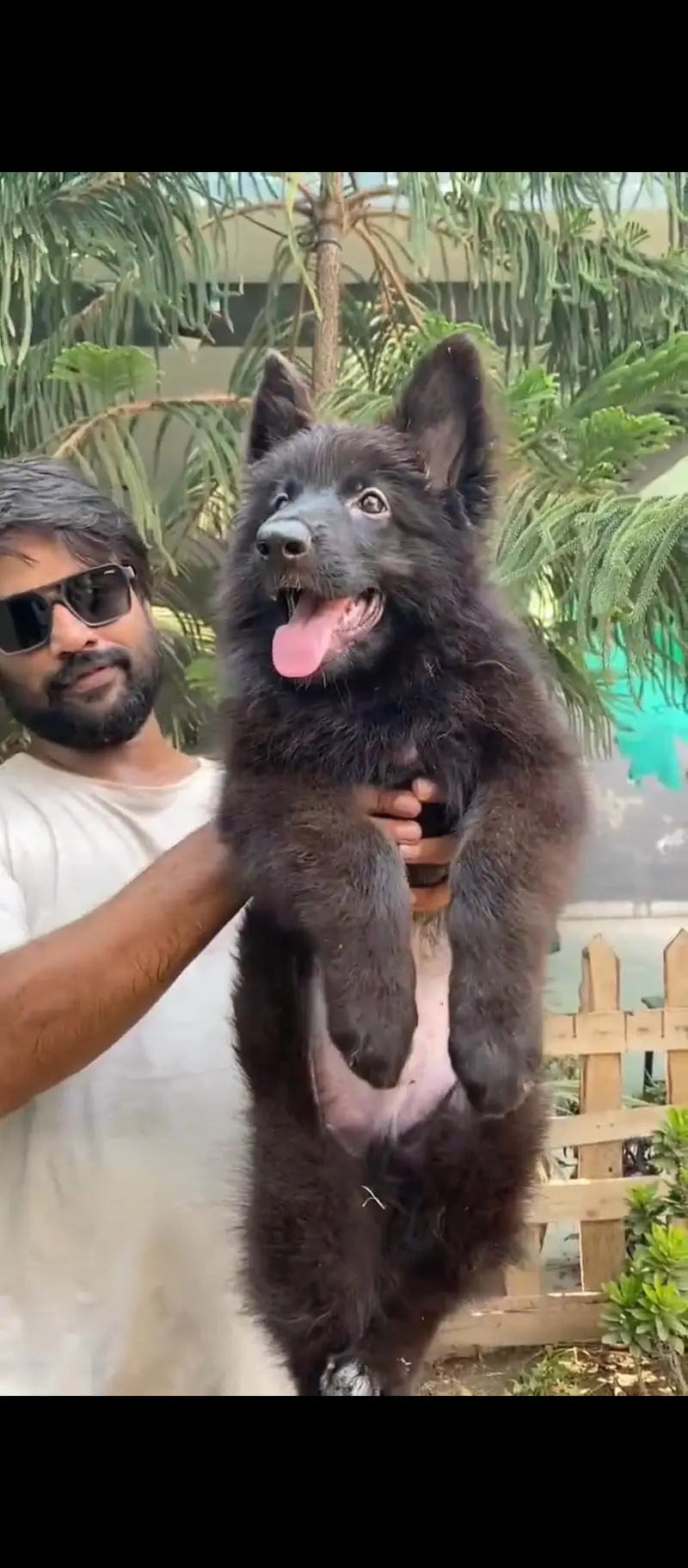 Top Quality Pink pedigree Female Puppy Champion Bloodline — photo 3