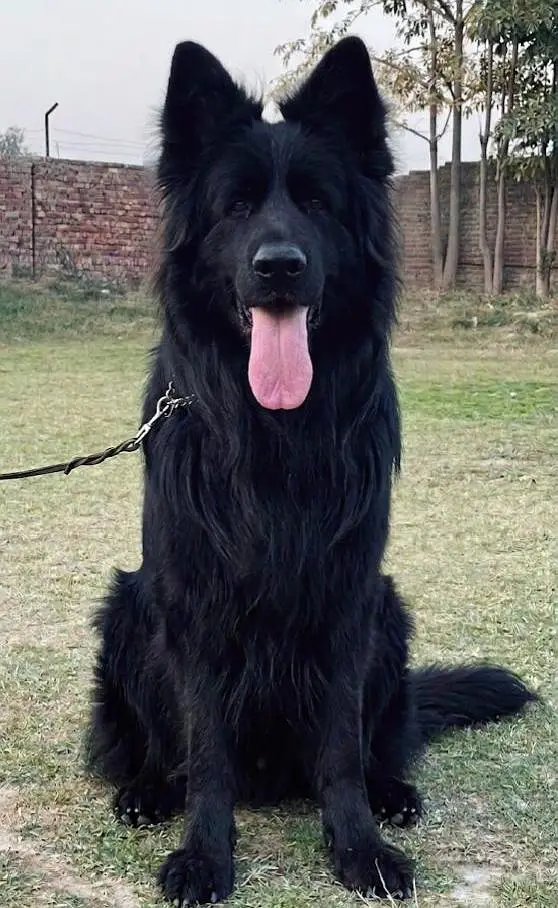 Top Quality Pink pedigree Female Puppy Champion Bloodline — photo 5