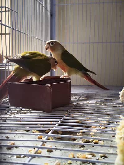 pineapple conure