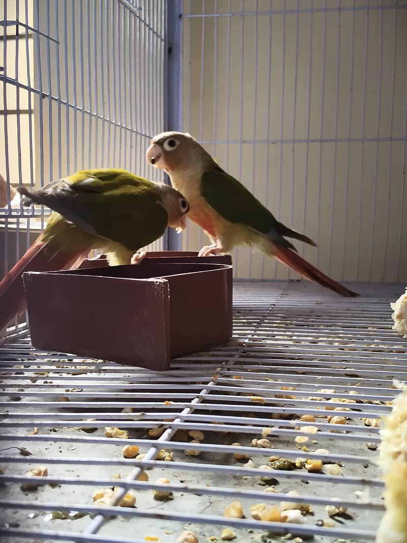 pineapple conure 0