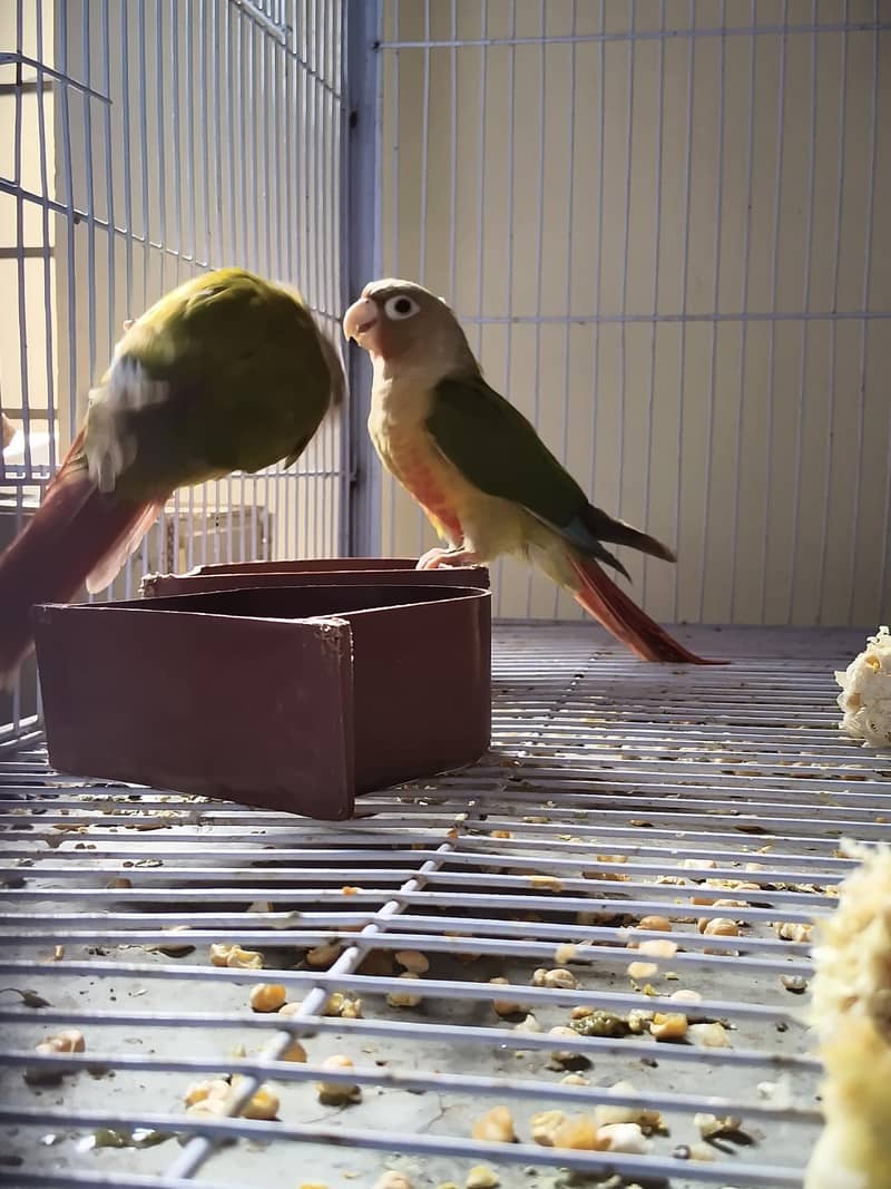 pineapple conure 1