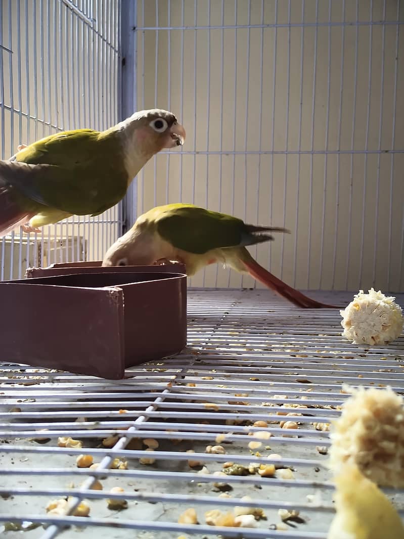 pineapple conure 2