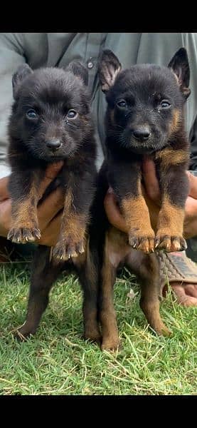 German shepherd dubal cout pair 2 mahnt for sale active