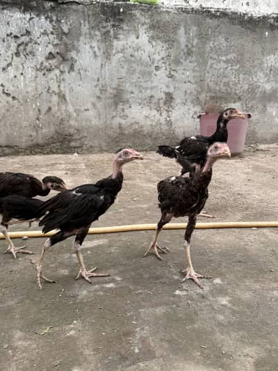 Aseel chicks for sale