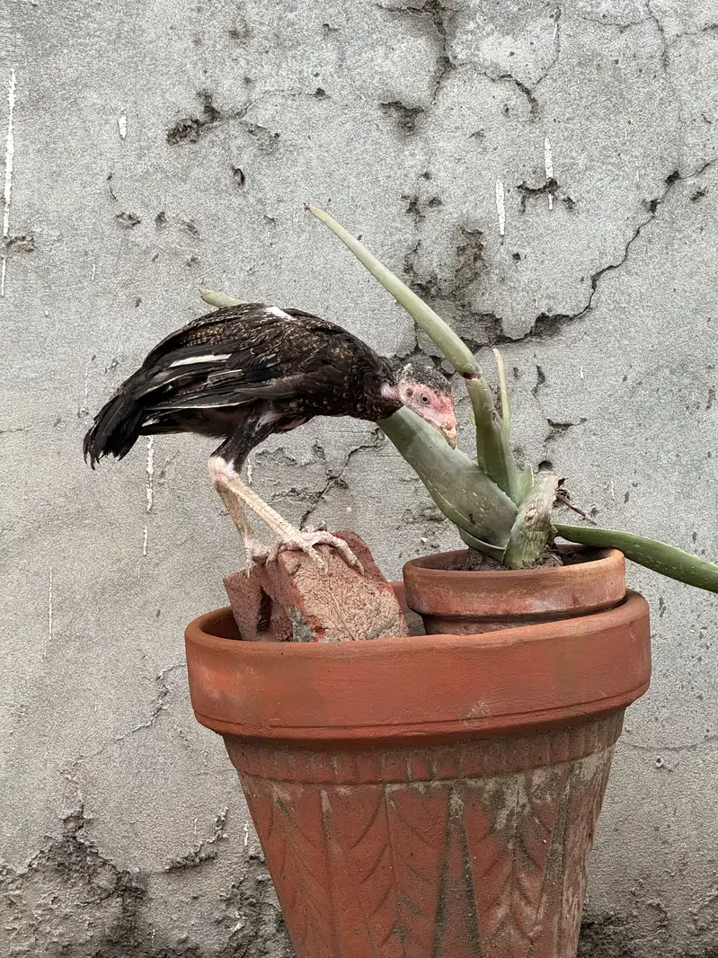 Aseel chicks for sale — photo 2