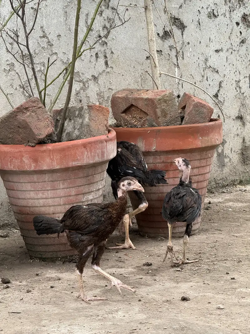 Aseel chicks for sale — photo 3