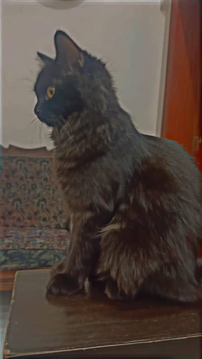 Persian cat and her baby