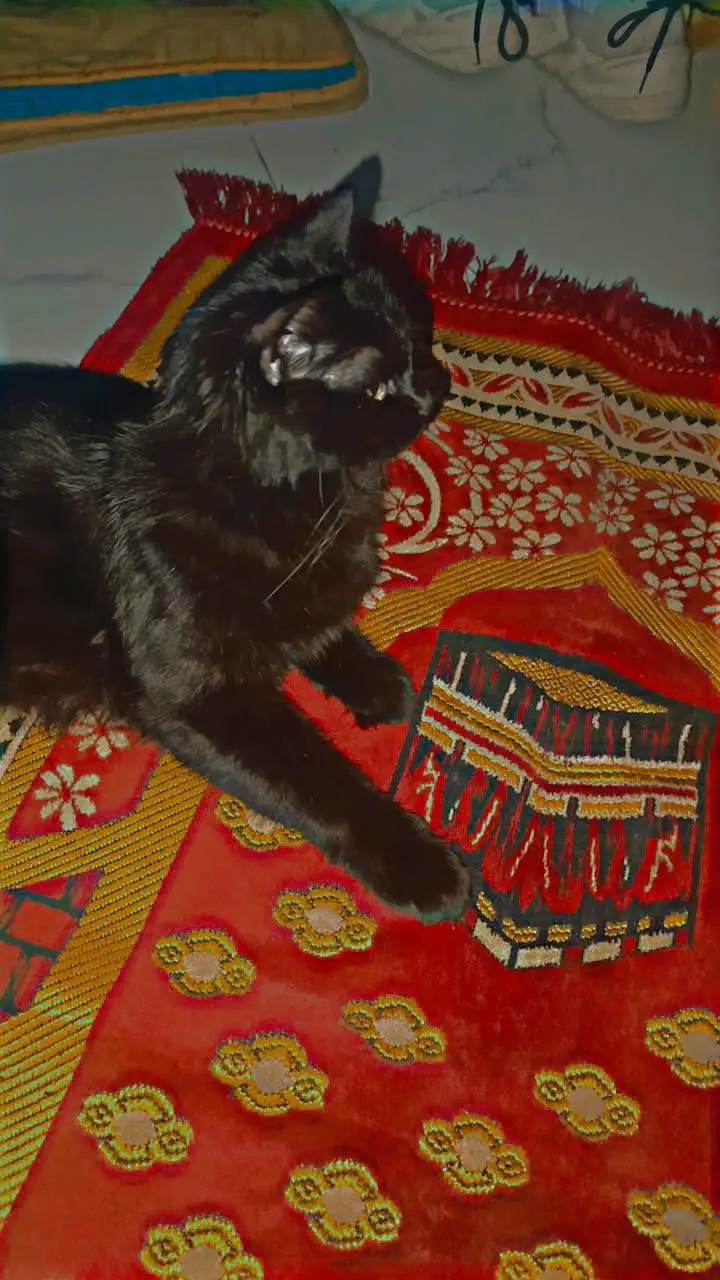 Persian cat and her baby — photo 2