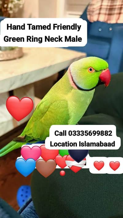 Hand Tamed Full Friendly Green Ring Neck Male Parrot Jumbo Size