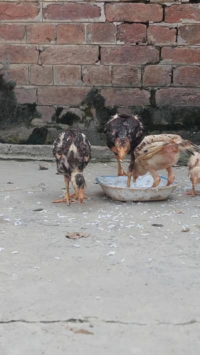 Aseel chiks