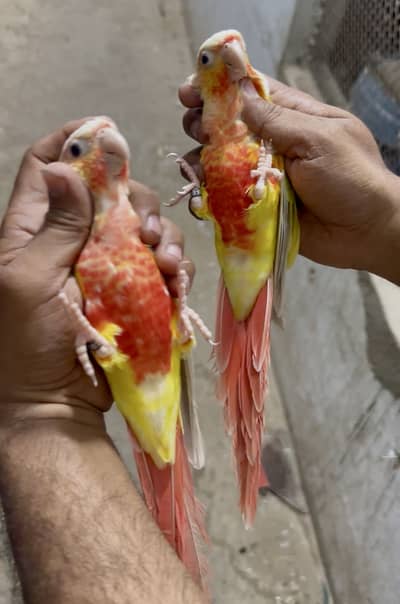 Suncheek Conoure pair